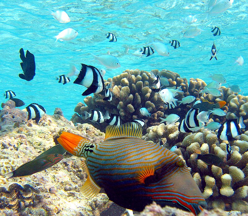 Tropical Fish